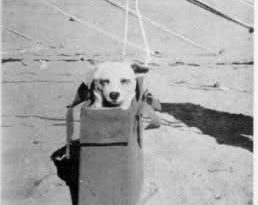 Horrie en su bolsa de transporte